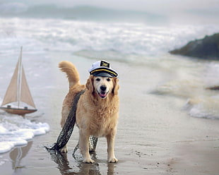 golden retriever wearing white and black police hat